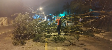 Notícia - Araranguá: Após temporal, queda de árvore danifica veículo e bloqueia rua