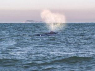 Notícia - Temperatura do mar pode ter atraído baleias jubarte ao litoral catarinense