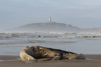 Notícia - Baleia jubarte é encontrada morta em praia do Sul catarinense