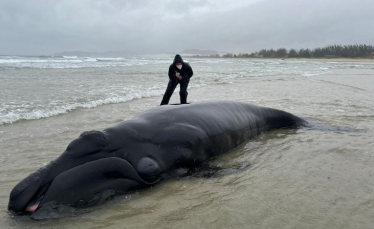 Notícia - Imbituba: filhote de baleia-franca retorna ao mar após encalhar em praia