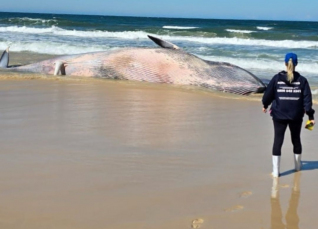 Notícia - Imbituba: baleia da espécie bryde é encontrada morta na Praia do Rosa