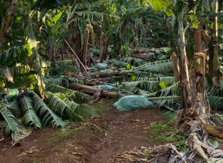 Notícia - Prefeitura adquire R$ 50 mil em mudas de bananas