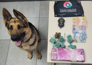 Notícia - Com ajuda do cão farejador, PM encontra sacola com drogas em Criciúma