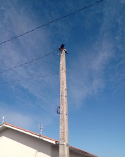 Notícia - Bombeiros resgatam gato em cima de poste na Jaguaruna