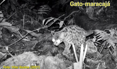 Notícia - Saiba quais são os felinos silvestres mais comuns em Criciúma 