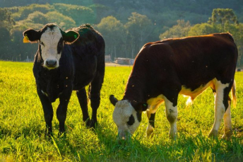 Notícia - Estados do Sul unem esforços para manter a saúde dos rebanhos e proteger o agronegócio