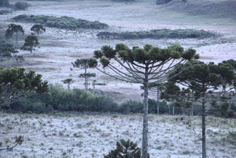 Notícia - Previsão de temperaturas negativas e geada nesta terça-feira