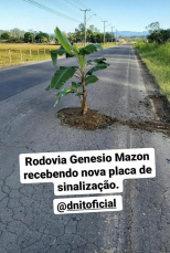 Notícia - Bananeira é plantada em buraco na Rodovia Genésio Mazon