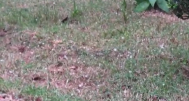 Notícia - Meio de tarde com granizo em Cocal do Sul (VÍDEO)