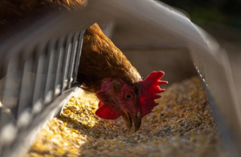 Notícia - Maracajá registra caso de gripe aviária em animal de fundo de quintal