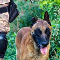 Notícia - Cão farejador localiza 1,1kg de maconha em Tubarão