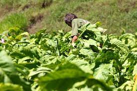 Notícia - Epagri e CIASC fecham parceria de pesquisa e inovação para agricultura