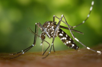 Notícia - São Ludgero confirma primeiro caso de dengue contraído no município