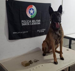 Notícia - Com auxílio do cão policial, PM apreende drogas em Criciúma