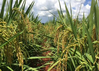 Notícia - Presidente da Fedearroz critica importação de arroz