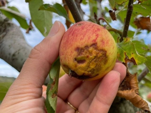 Notícia - Estiagem em SC: o tamanho dos prejuízos na agricultura