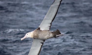 Notícia - Gripe aviária leva Brasil a decretar emergência zoossanitária