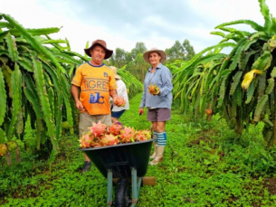 Notícia - Santa Catarina se torna polo de produção sustentável de pitaya