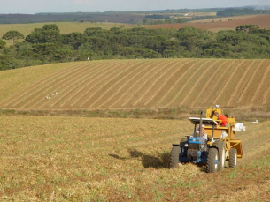 Notícia - SC: Boletim indica crescimento nas safras catarinenses de soja, trigo, feijão e milho silagem