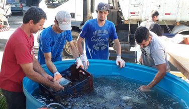 Notícia - Aproximadamente 5 toneladas de peixes na feira de Içara