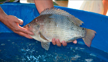 Notícia - Içara retoma Feira do Peixe Vivo