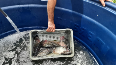 Notícia - Nesta sexta tem Feira do Peixe Vivo em Içara  