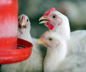 Notícia - Calor em SC: Tecnologia contra o estresse das aves