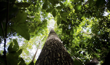 Notícia - Amazônia Legal: Desmatamento cai 61% em janeiro