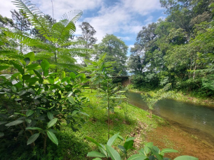 Notícia - 5 mil mudas para reforçar o verde em Nova Veneza