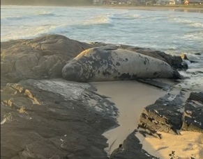 Notícia - ((Vídeo)) Elefante-marinho é encontrado em praia de Laguna