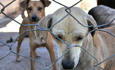 Notícia - Denúncias de maus-tratos contra animais são comuns, mas falta de abrigos causa empecilhos