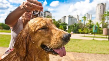 Notícia - Recorde de temperaturas neste sábado: 10 dicas de cuidados com os pets no calor