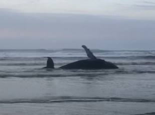 Notícia - Baleia encalha na orla de Balneário Esplanada (VÍDEOS)