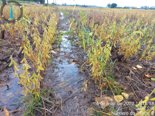 Notícia - Danos na agricultura chegam a quase R$ 1 milhão em Forquilhinha