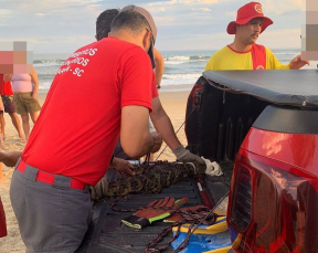 Notícia - Jacaré é capturado em praia de Jaguaruna