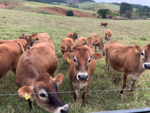 Notícia - Gado Jersey: da Coroa Britânica a Braço do Norte