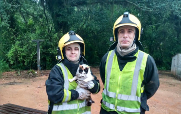 Notícia - Bombeiros voluntários resgatam gato 