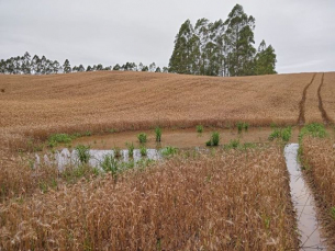 Notícia - Chuvas em SC: Epagri estima redução de 28% na produção de trigo no Estado