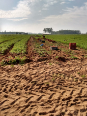 Notícia - Consultoria Técnica da Cooperja auxilia agricultores a obterem melhores resultados