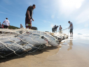 Notícia - Alerta aos cuidados para a pesca da tainha em Santa Catarina