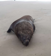 Notícia - Leão-marinho é encontrado morto em Balneário Arroio do Silva