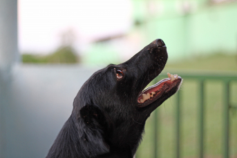 Notícia - Siderópolis terá ação de castração de animais no entorno de área protegida