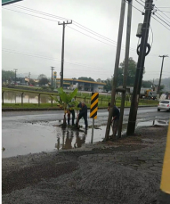 Notícia - Urussanga: moradores plantam bananeira em buraco na Rodovia Genésio Mazon (VÍDEO) 