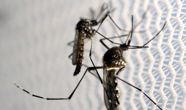 Notícia - Dengue: seis mil novos casos e duas mortes são confirmados em Santa Catarina