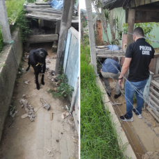 Notícia - Polícia Civil resgata cão em Turvo