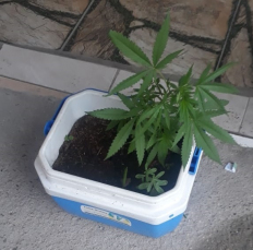 Notícia - PM flagra maconha em casa no Imperatriz