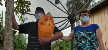 Notícia - Morador de Siderópolis colhe mamão de 9 kg no quintal de casa