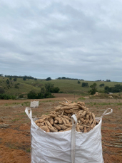 Notícia - Primeira edição da Feira da Mandioca fomenta alimento com importância econômica, histórica e cultural