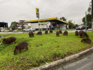 Notícia - Aumento de capivaras em áreas urbanas acende alerta em Urussanga 