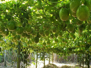 Notícia - Estiagem pode trazer prejuízos à agricultura do Sul